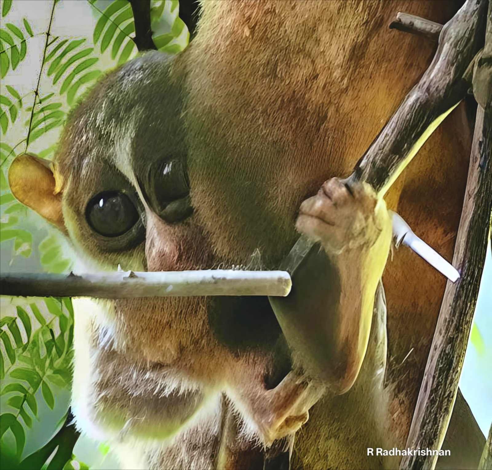 Slender Loris
