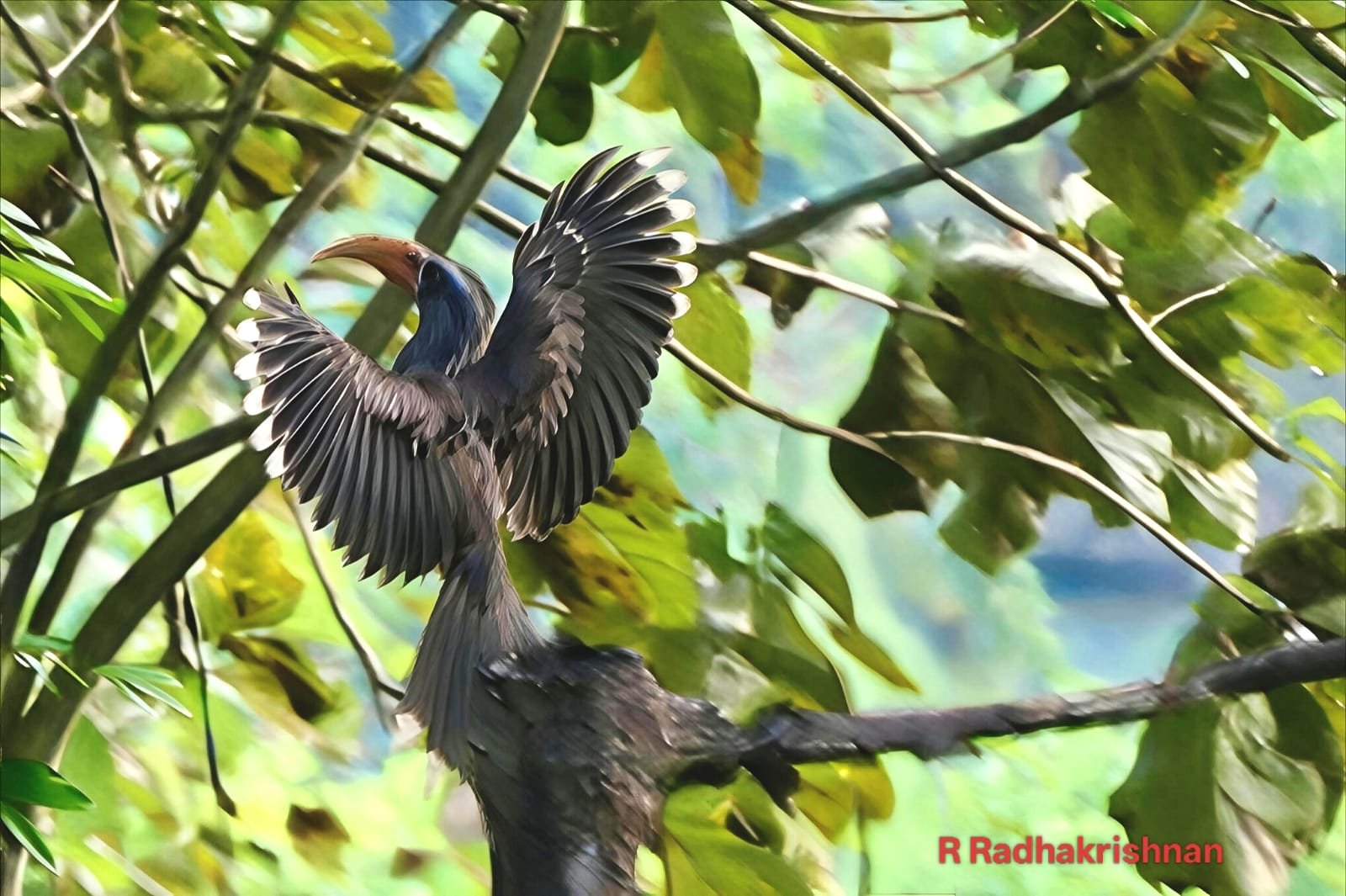 Malabar grey hornbill