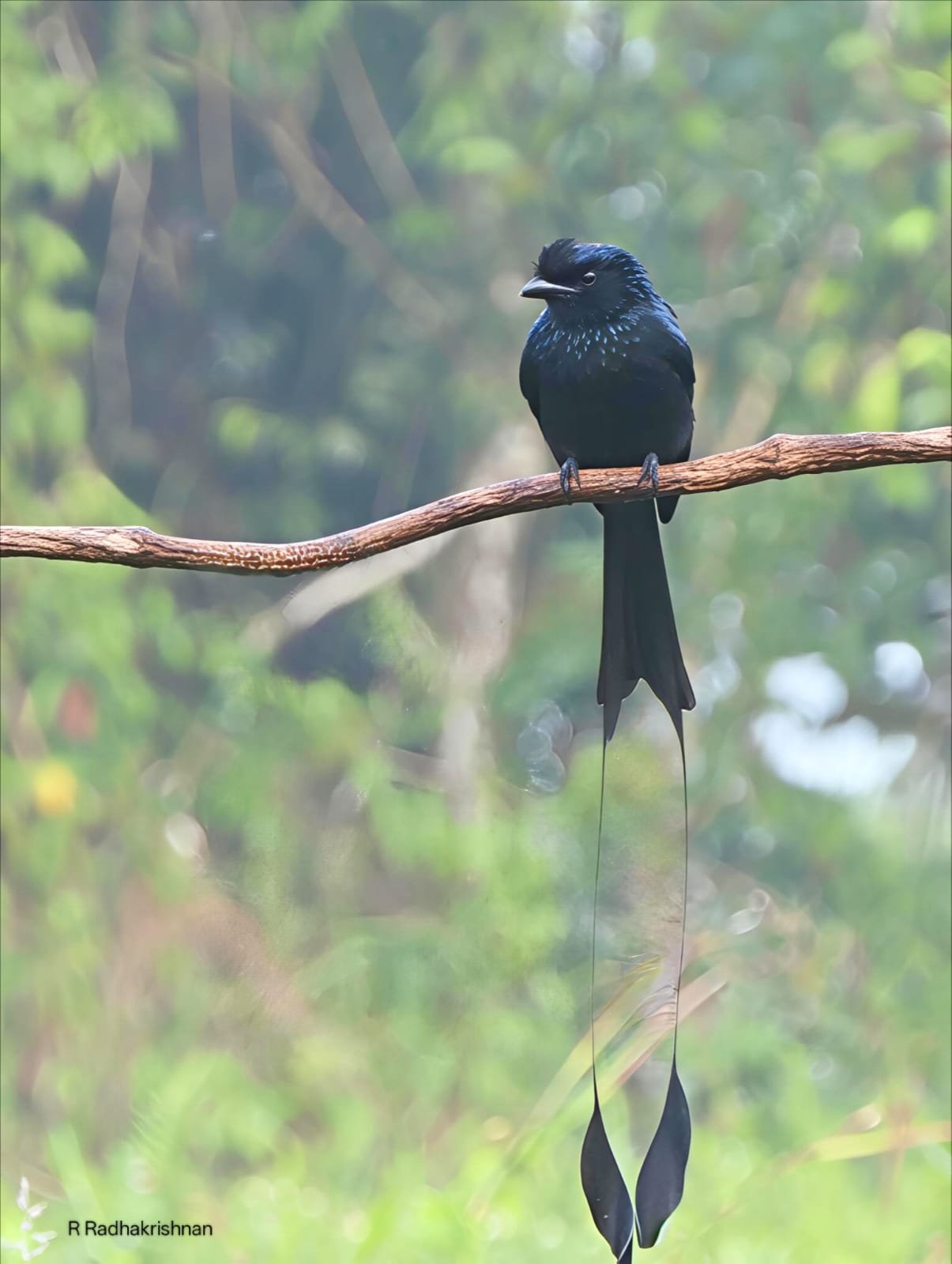 Greater Racket tailed Drongo