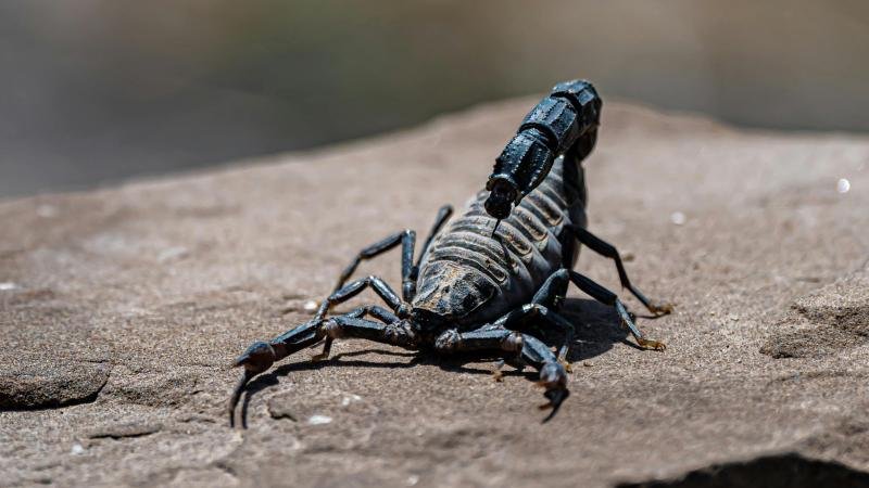 Featured image of post The Scorpion and the Sage: A Modern Lesson